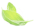 basil leaf