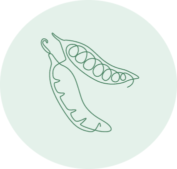 peas line art